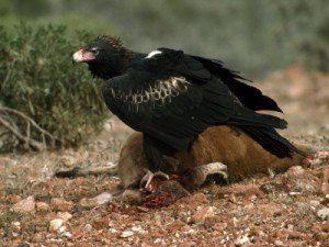 Wedged tailed eagle facts - Wedged tailed eagle