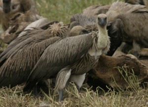 what do vultures eat - Vultures