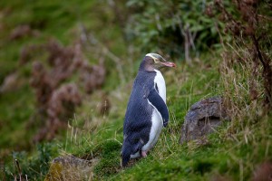 yellow eyed penguin facts - yellow eyed penguin