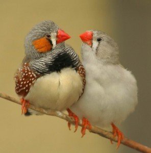 types of finches - Zebra Finch