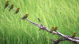 Birds Wallpaper