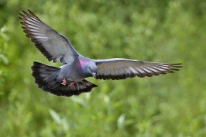 Birds flight