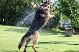 keep dog cool