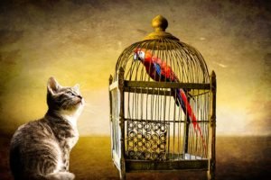 cat and bird