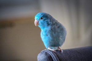 blue parrot