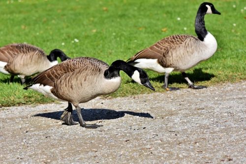 Canada Goose