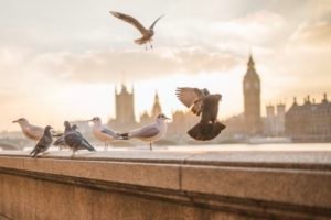 pigeons