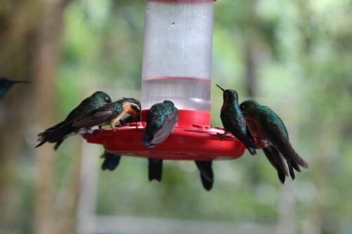 green-hummingbirds