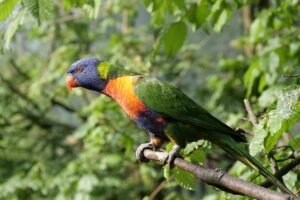 exotic bird