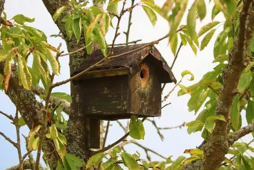 bird boxes