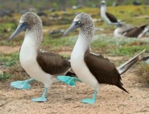 Blue-footed Booby