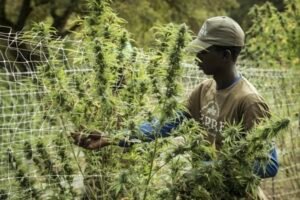 Enjoy CBD Oil