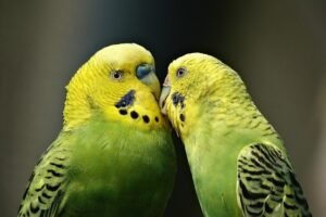 budgerigar
