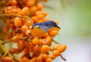 orange bellied flowerpecker perched on tree branch