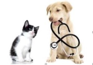 pet-insurance