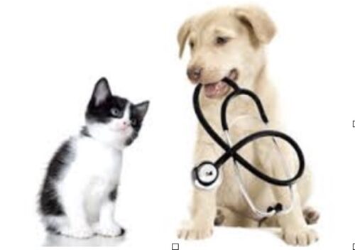 Pet insurance