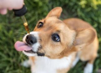 CBD-Products-For-Pets