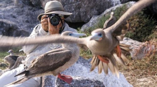 How to Become an Ornithologist