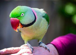 selective photography of green rose ring parakeet
