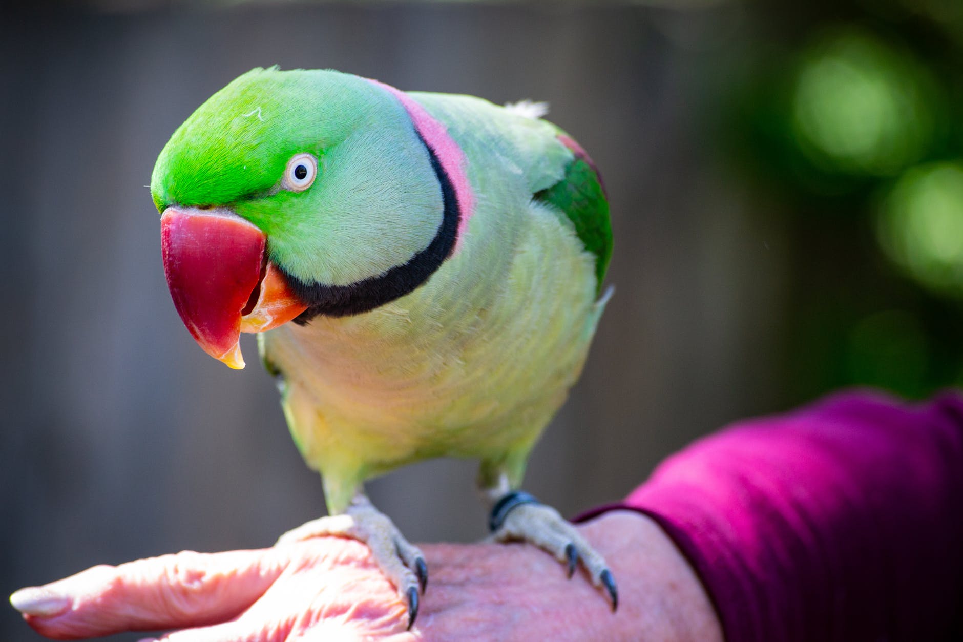 selective photography of green rose ring parakeet