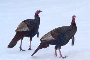 wild-turkeys
