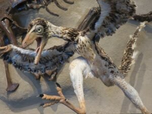 archaeopteryx