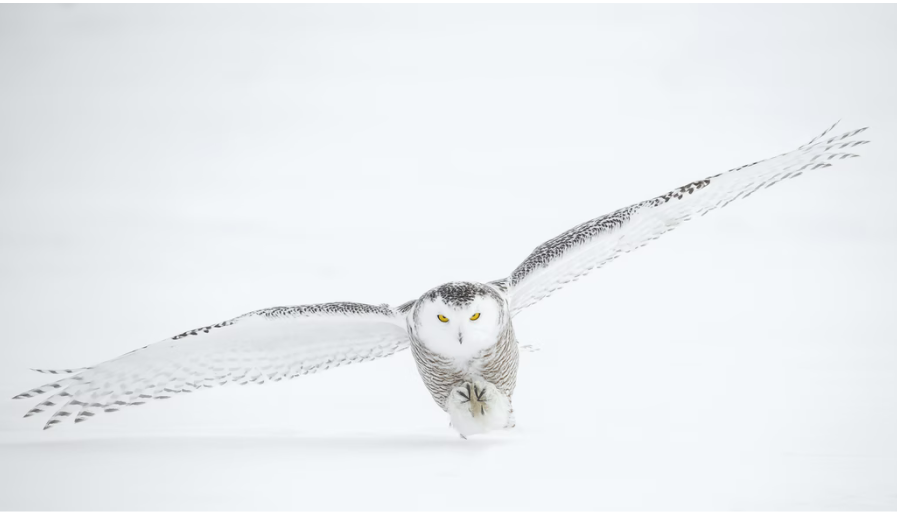 Popular Owl Name Ideas Based on Greek Mythology - Birds Flight