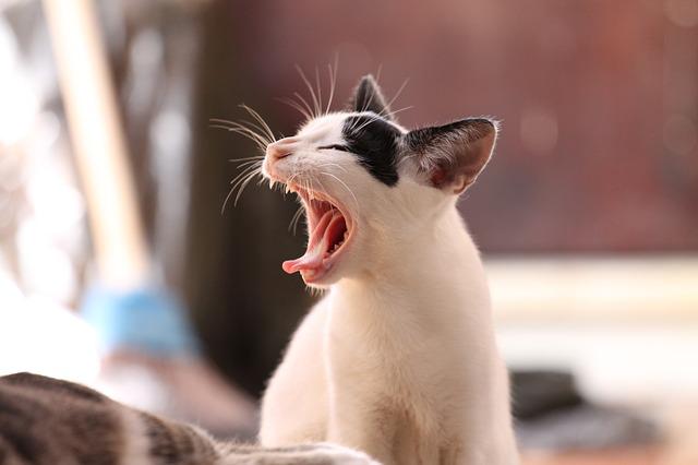 Blood Tests for Cats – What Can They Tell You About Your Cat’s Health