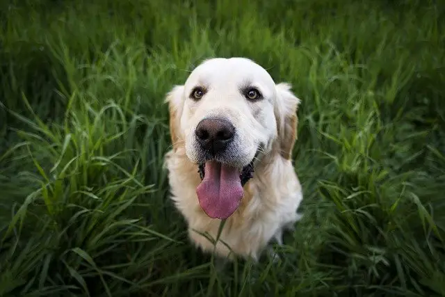 How to Keep Your New Dog Entertained Indoors