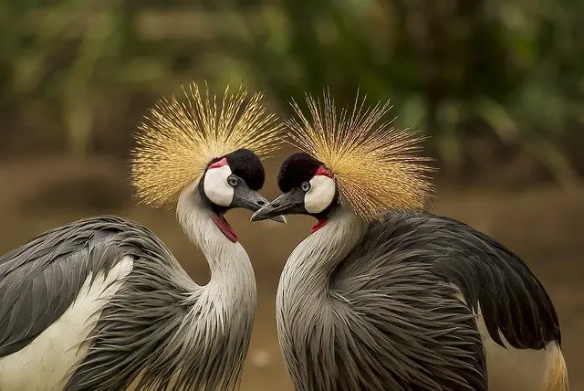 Now you can certify your lovely bird as an Emotional Support Animal. Here is how