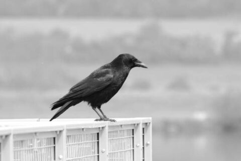 How Smart Are Crows? Five Examples That Demonstrate Their Intelligence