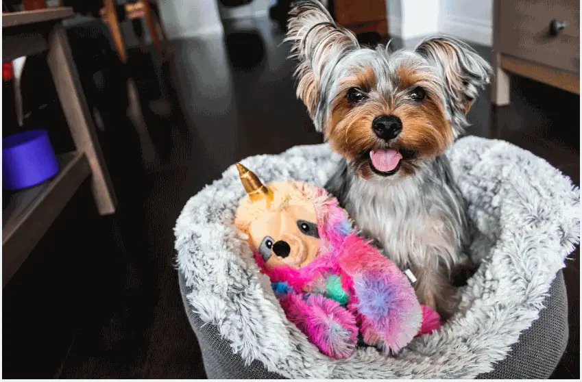 9 Tips On How To Choose The Right Plastic Beds For Dogs