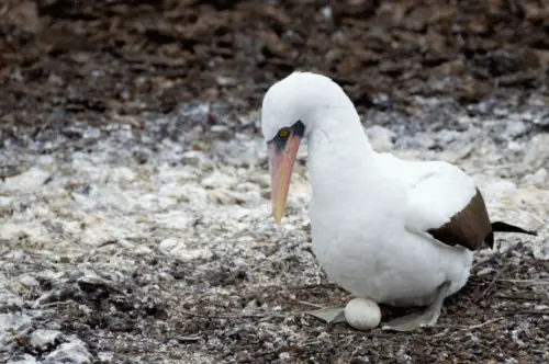 parrot 6 7 Birds that Kill their Babies 