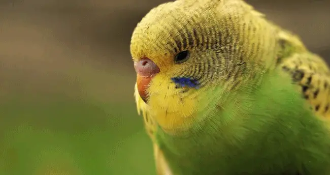 7 Birds that Kill their Babies 