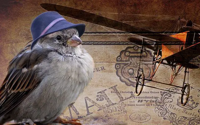 Can a Bird be an Emotional Support Animal?