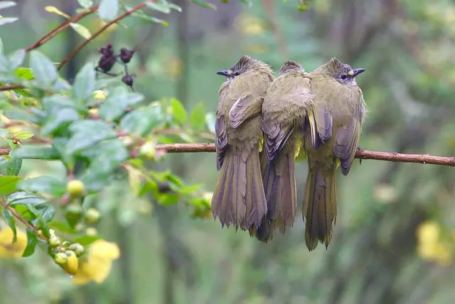 What is Bird Roosting and Why Can It Become a Problem?