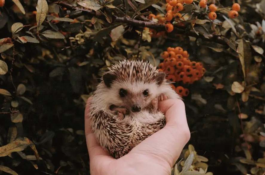 Exotic Pets for People Who Hate Being Ordinary