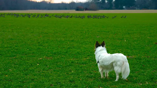5 Ways to Stop Dogs Chasing Birds