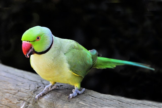 Top Tips on How to Take Care of Your First Parrot