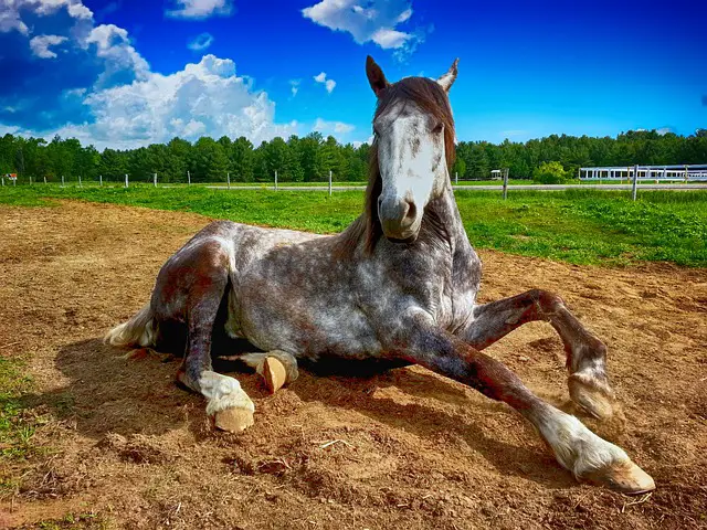 How to Recognize and Treat Dehydration Caused by Equine Diarrhea