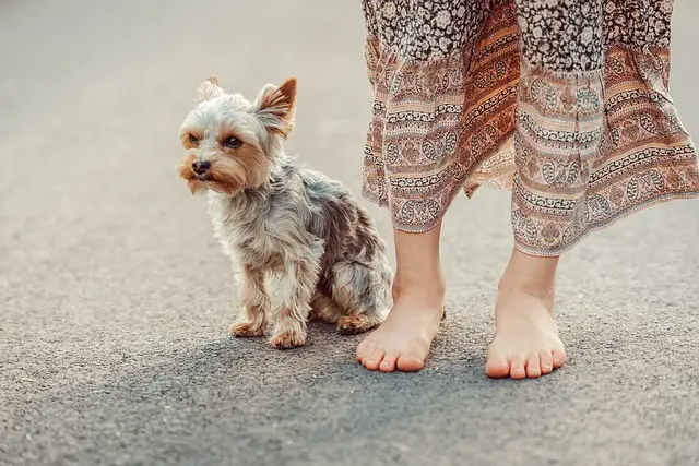 Why Get Yorkies as Pets