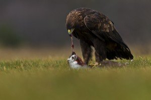 what do eagles eat | what do golden eagles eat