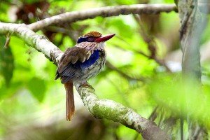 kingfisher facts