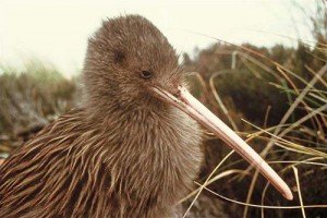 kiwi bird facts for kids