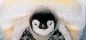 Penguins