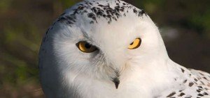 Snowy Owl