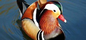 Wood duck