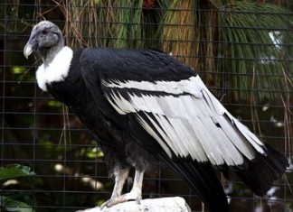 andean condor facts