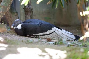 Andean Condor Facts