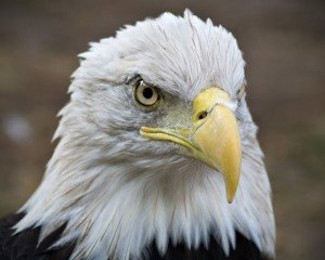 bald eagle facts for kids